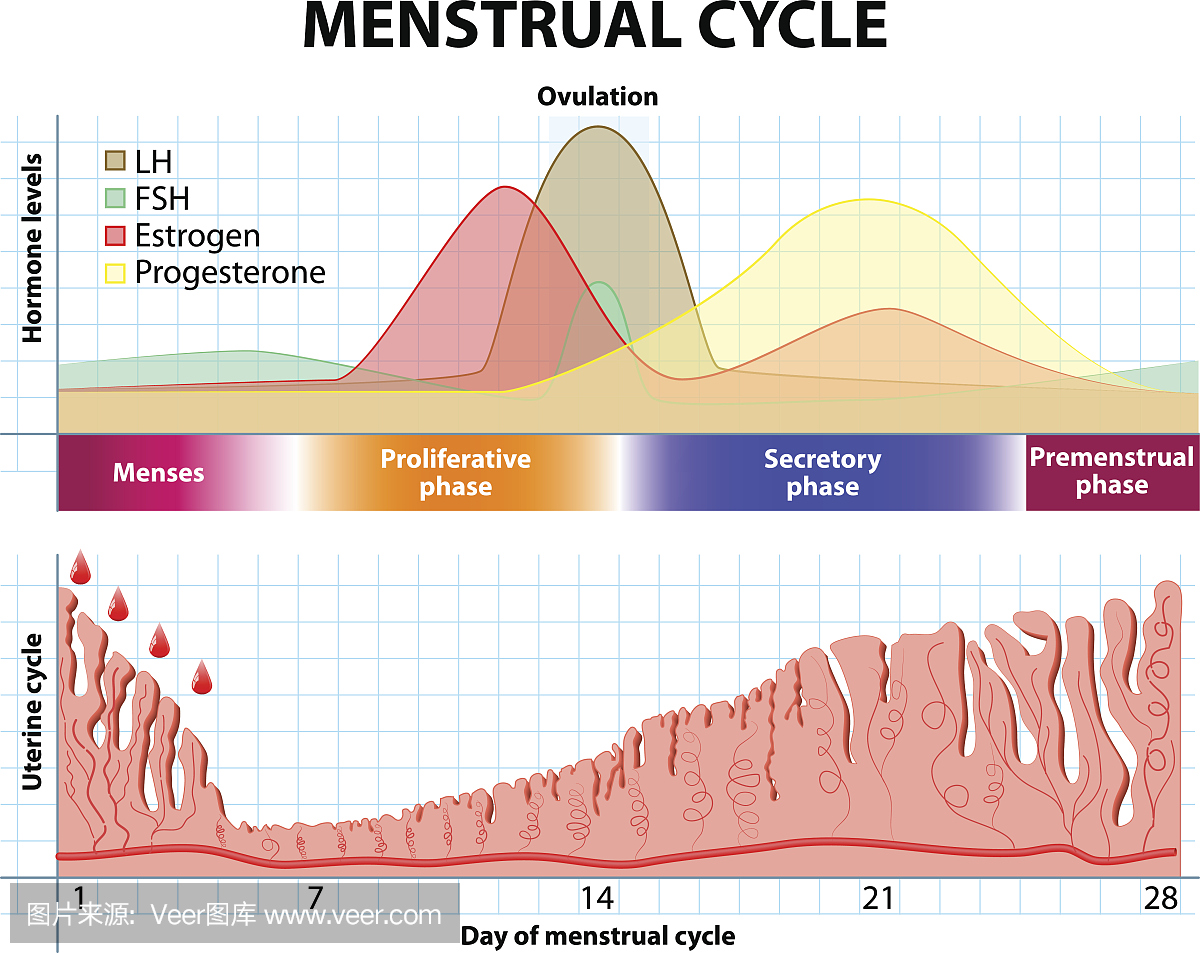 月经周期。子宫内膜和激素
