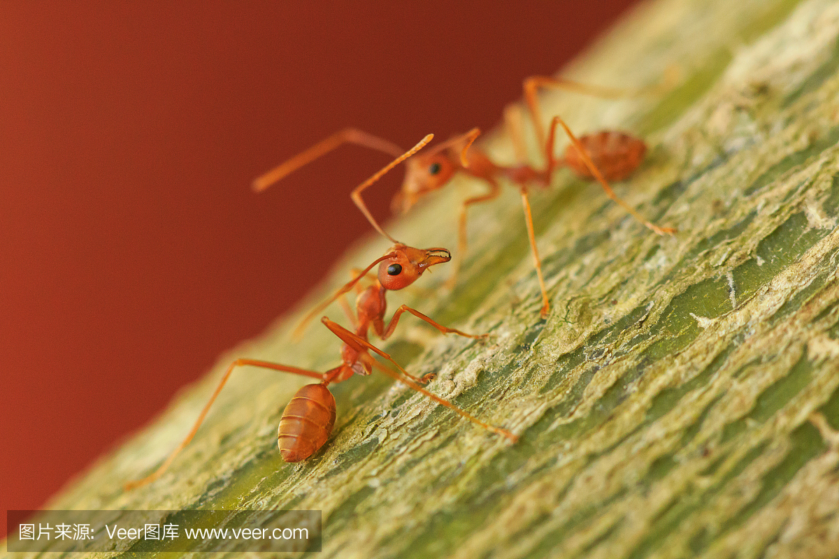 蚂蚁,工蚁,蚁,打斗
