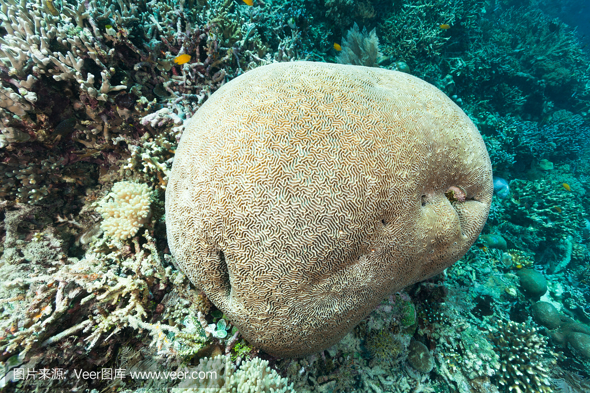印度尼西亚巴布亚印度洋Raja Ampat热带珊瑚