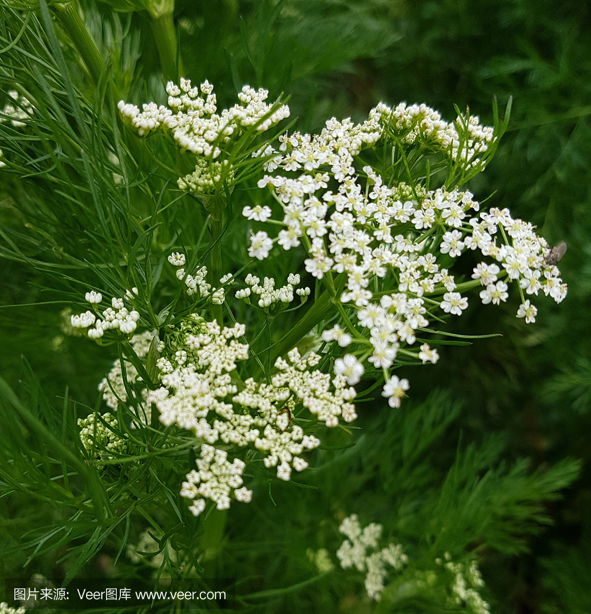 孜然,孜然芹果枯茗,小茴香,小茴香子