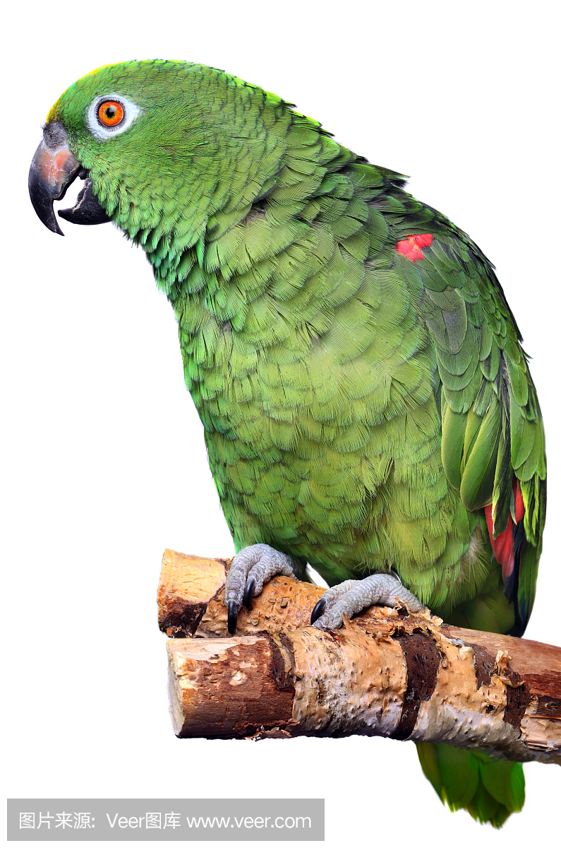 亚马逊鹦鹉,亚马孙鹦鹉,绿色小鹦鹉,自然