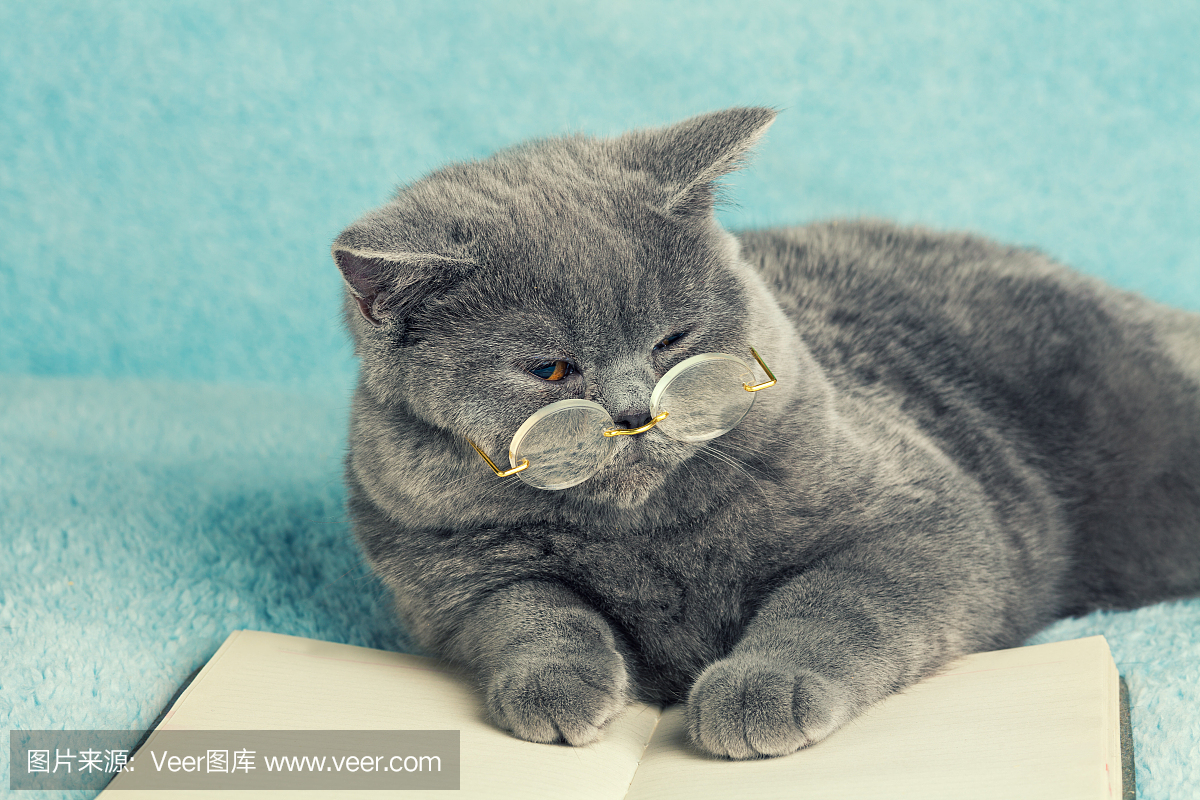 蓝色的英国猫戴着眼镜躺在书上