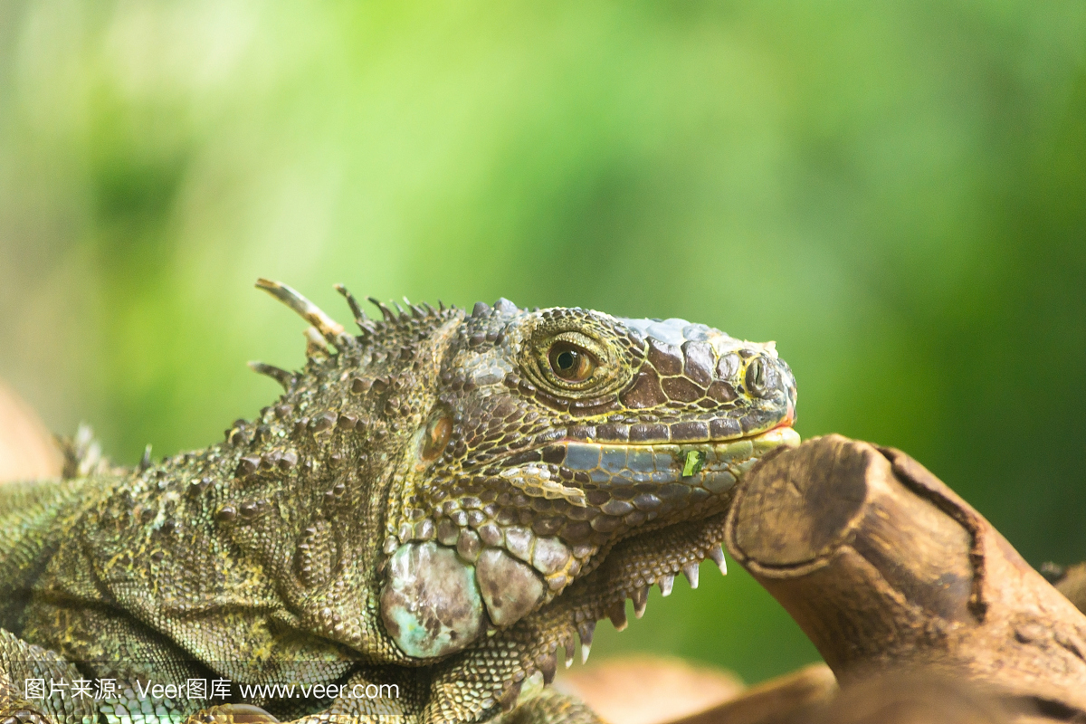 lguana