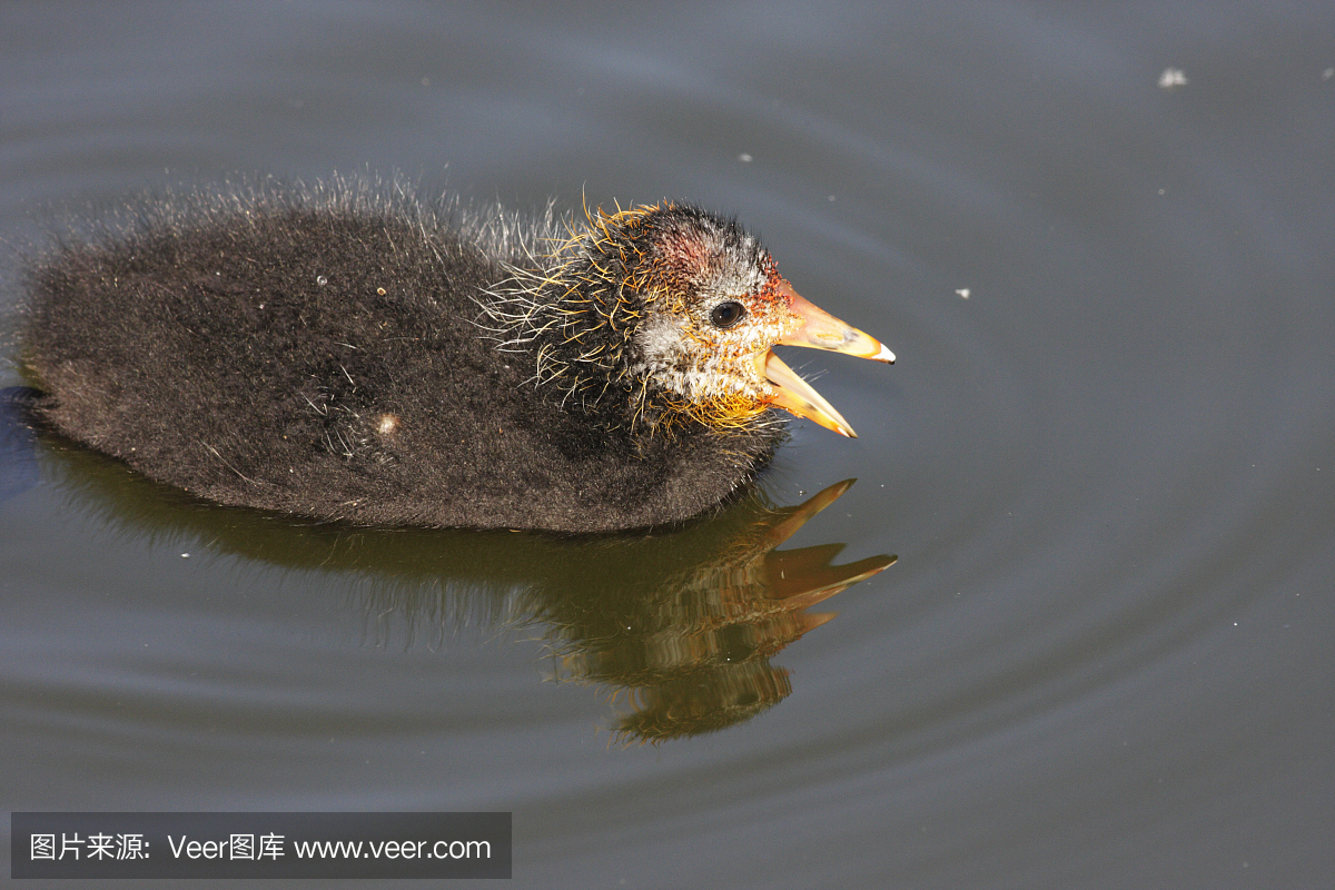 鸟鸣声,鸟鸣,鸟叫声,黑鸭
