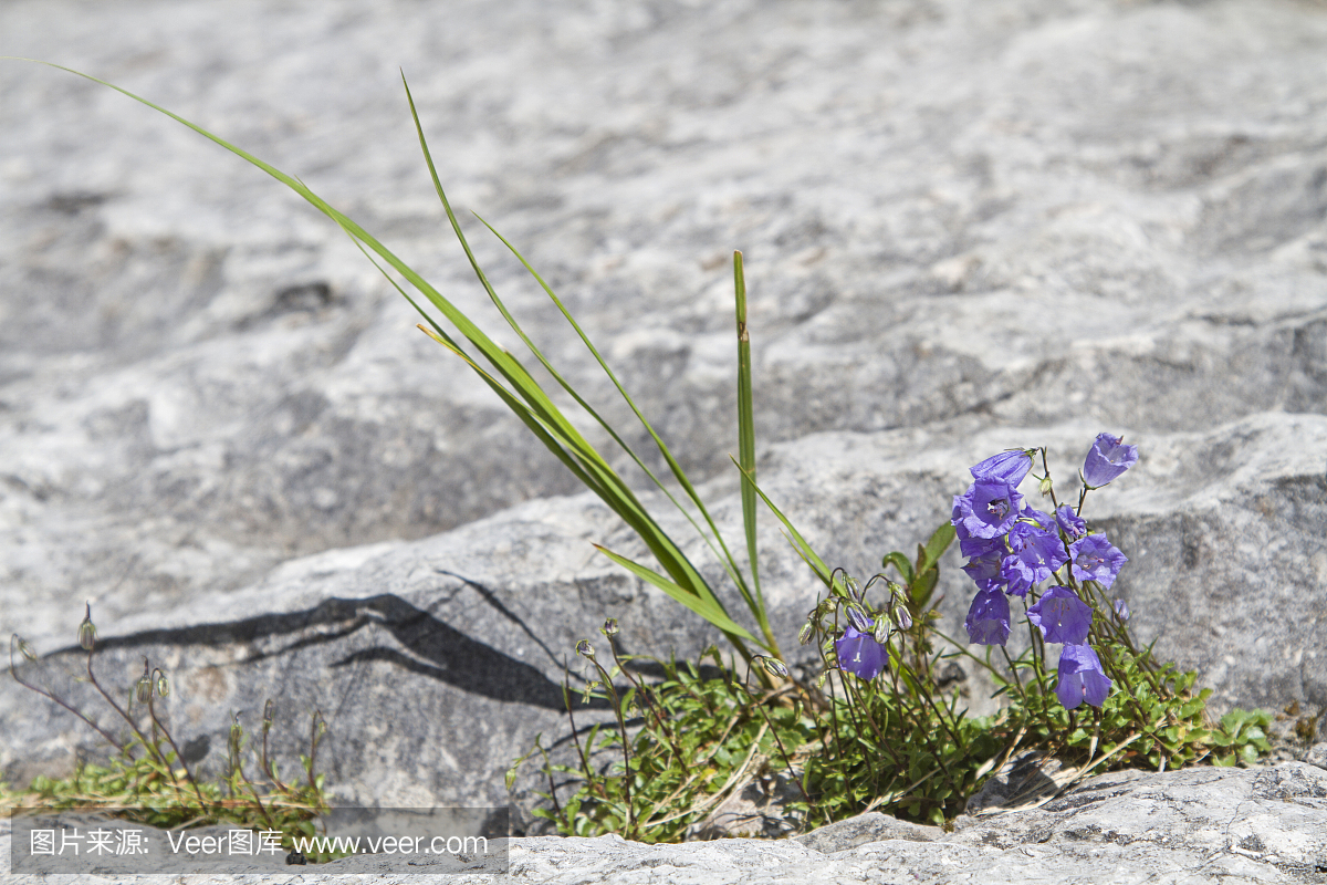 风铃草,吊钟花植物,吊钟花,风铃草植物