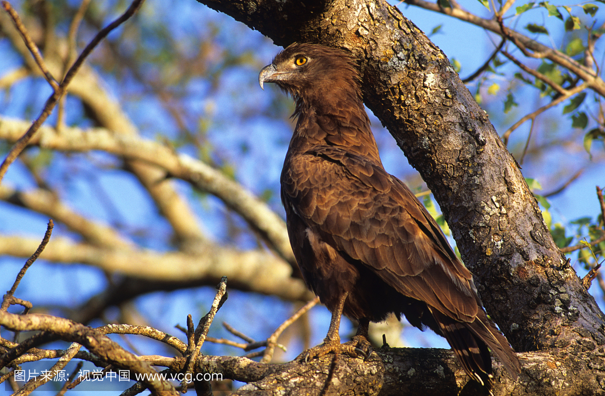 棕色蛇(Circaetus cinereus)简介,克鲁格国家公园