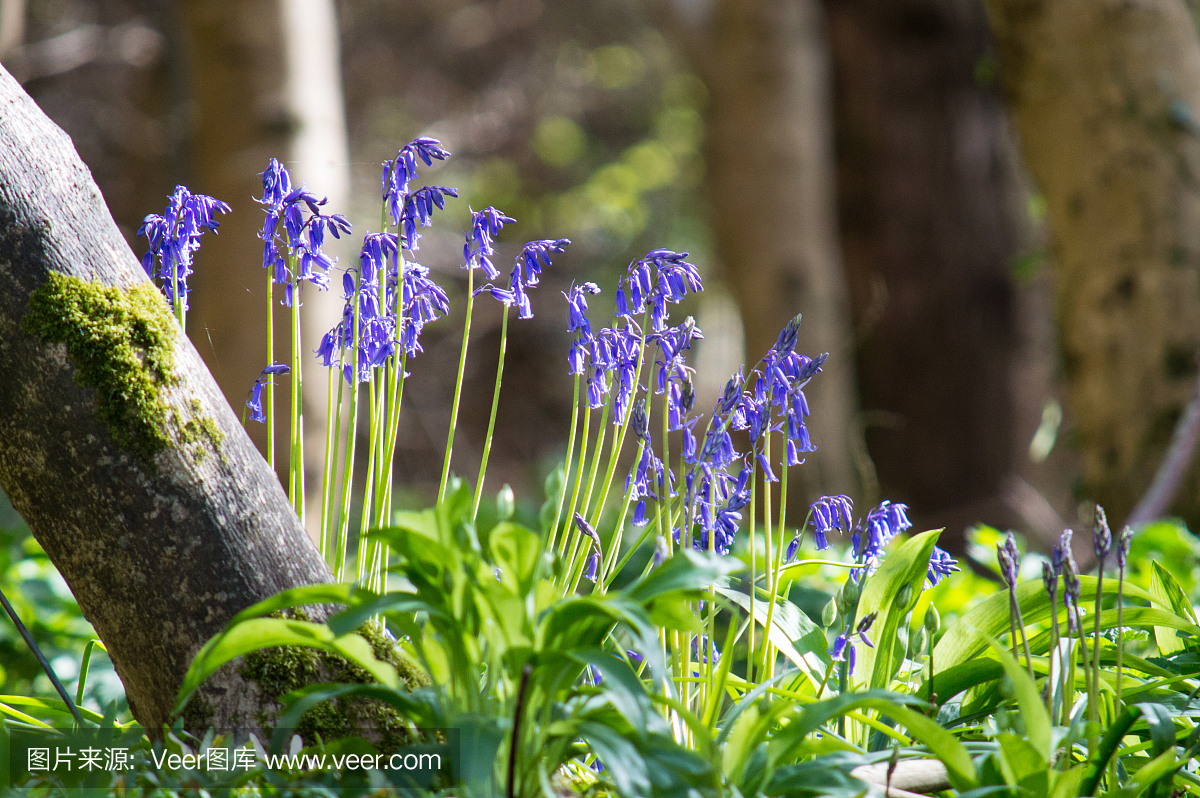 蓝莓在树干上生长