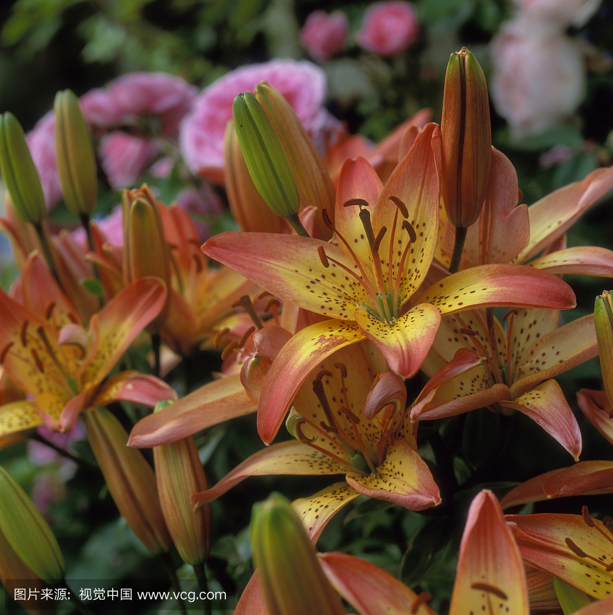 关闭开花的百合属变种。愚蠢的女孩(亚洲百合