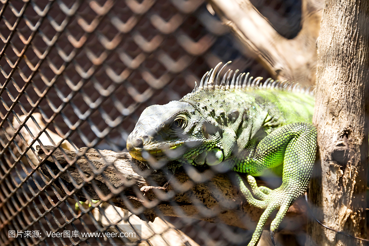 lguana