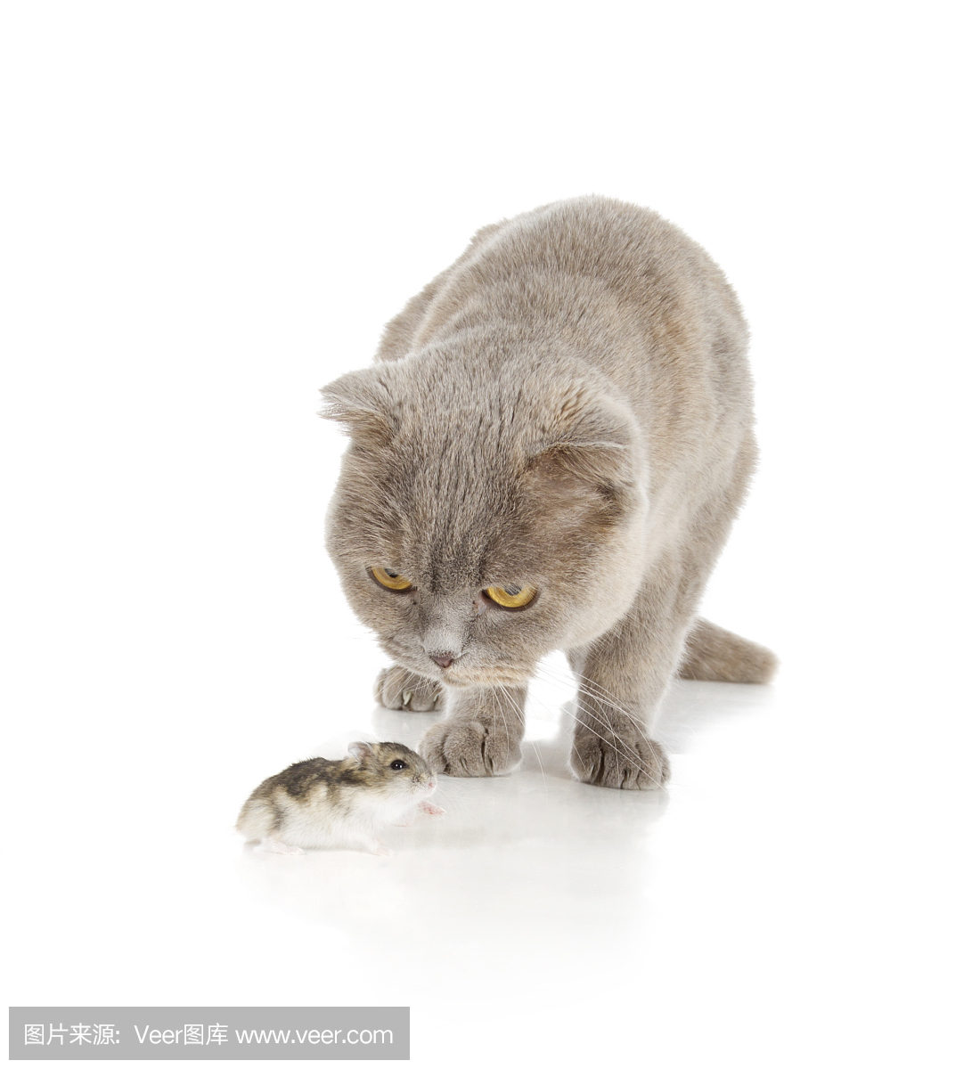 猫捉老鼠,伺机而动,猫捉老鼠游戏,老猫捉鼠