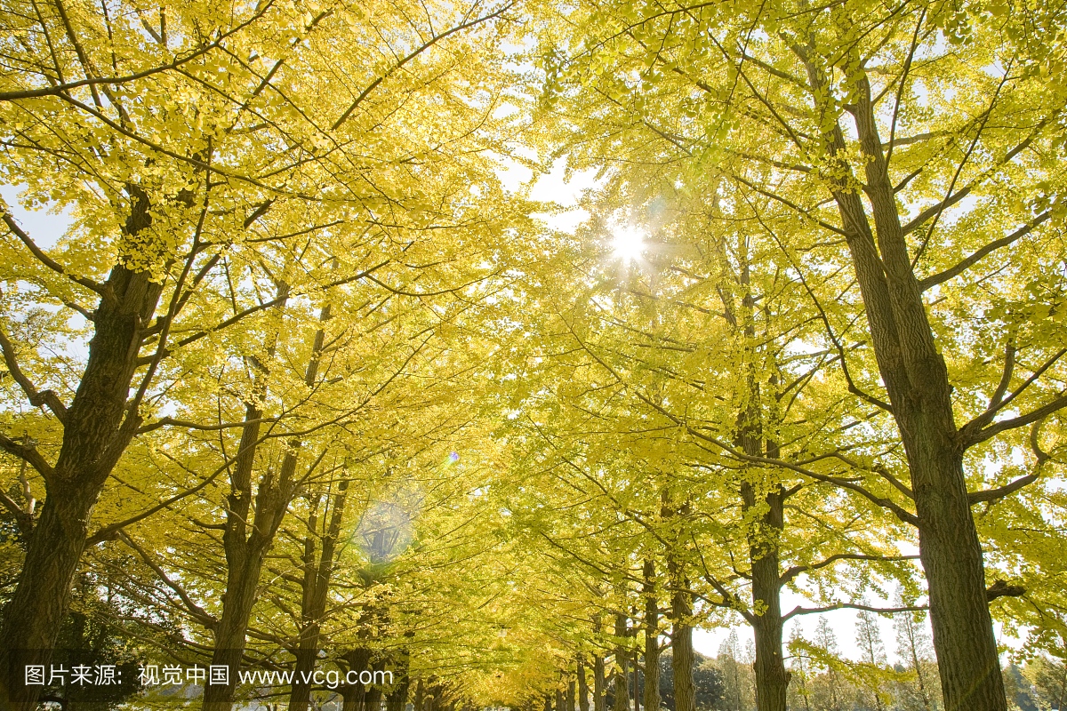 日本东京都多摩市的银杏树行