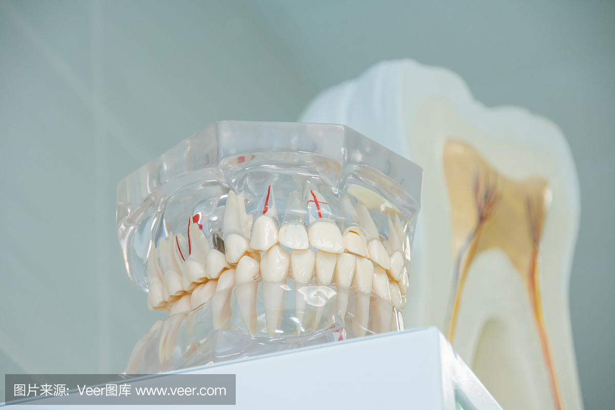清洁牙齿义齿,牙齿的牙齿切割,牙齿模型和牙医