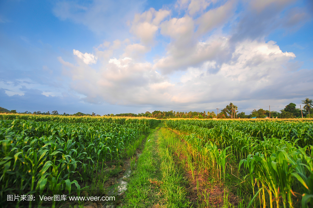 绿色的玉米田在泰国长大