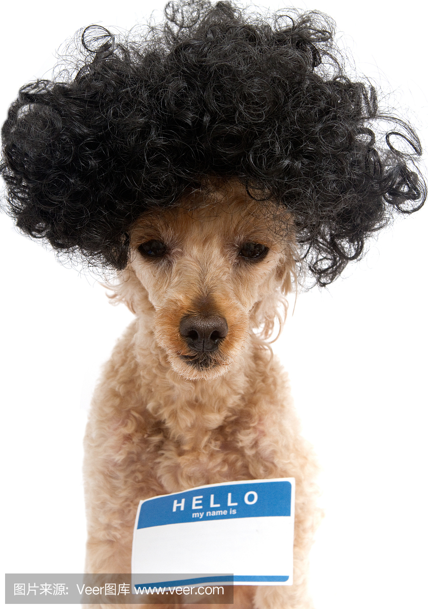 玩具贵宾犬,玩具狮子狗,泰迪狗,玩具贵宾