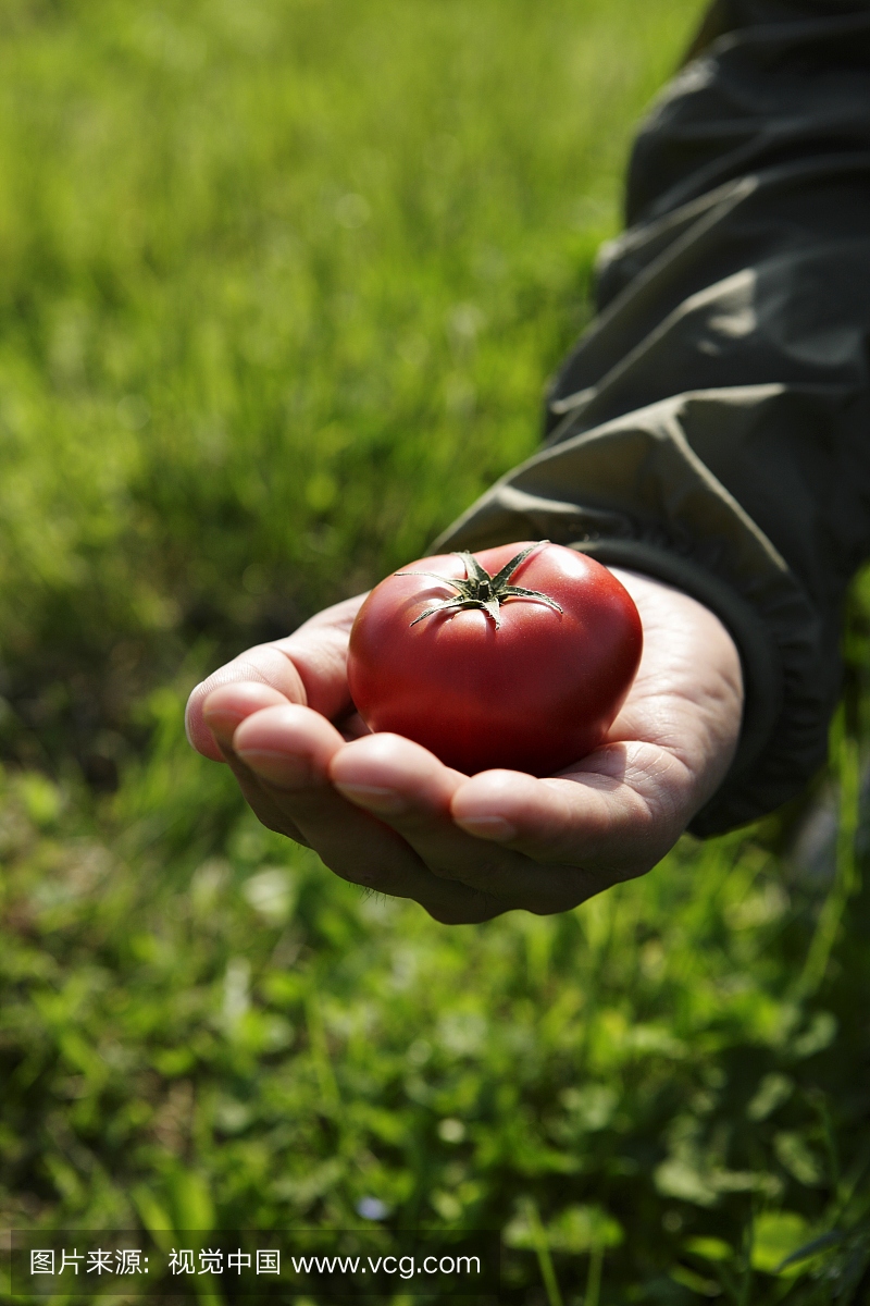 拿着一个番茄的男人的手,特写