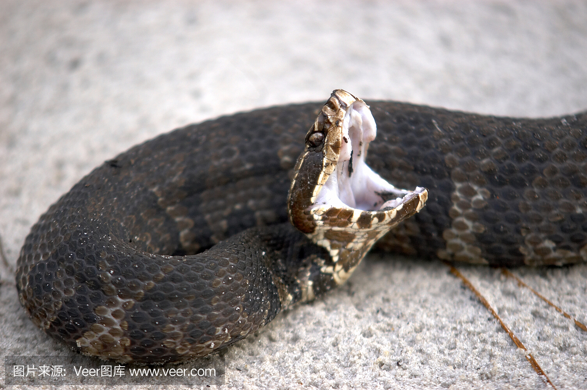 噬鱼蝮蛇,食鱼蝮,棉口蛇,水腹蛇