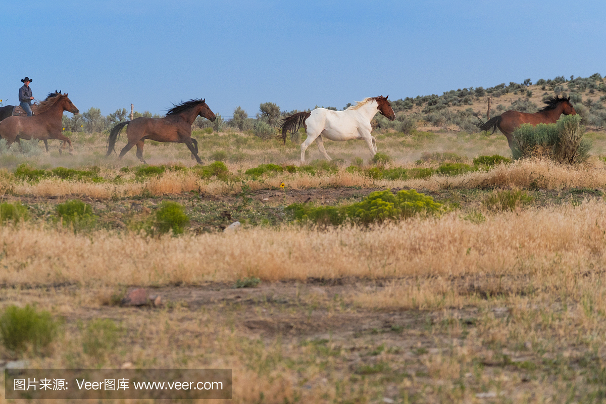 美丽的犹他州景观与野马赛跑的黄昏