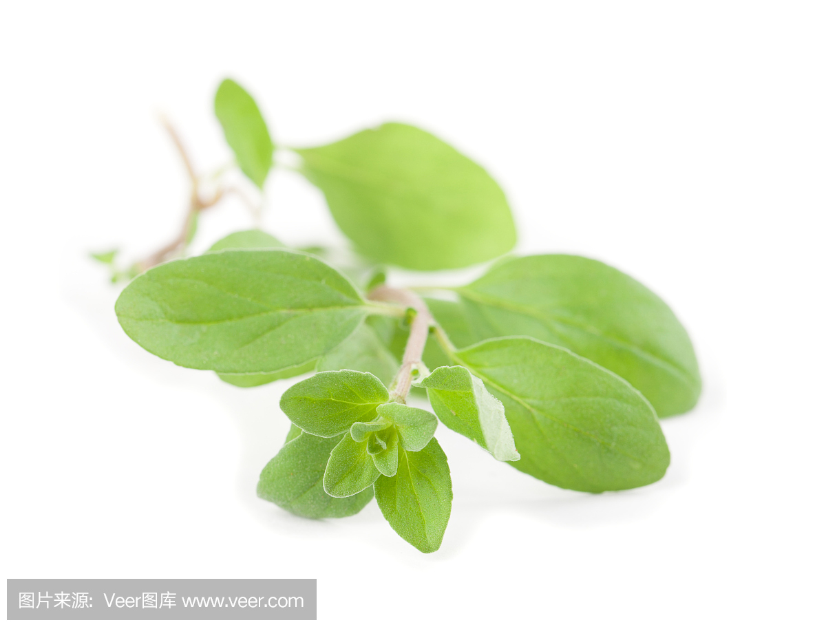 墨角兰,马郁兰,一种牛至属植物,芳香的