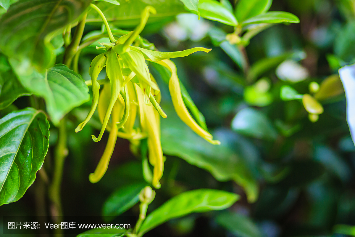 树上的黄色依兰依兰花（Cananga odorata）很值得用于芳香疗法的香水。