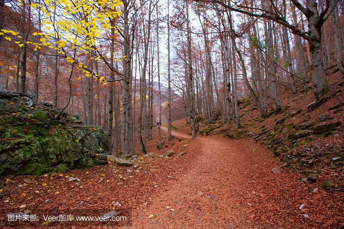 比利牛斯山谷de Ordesa韦斯卡西班牙的秋天森