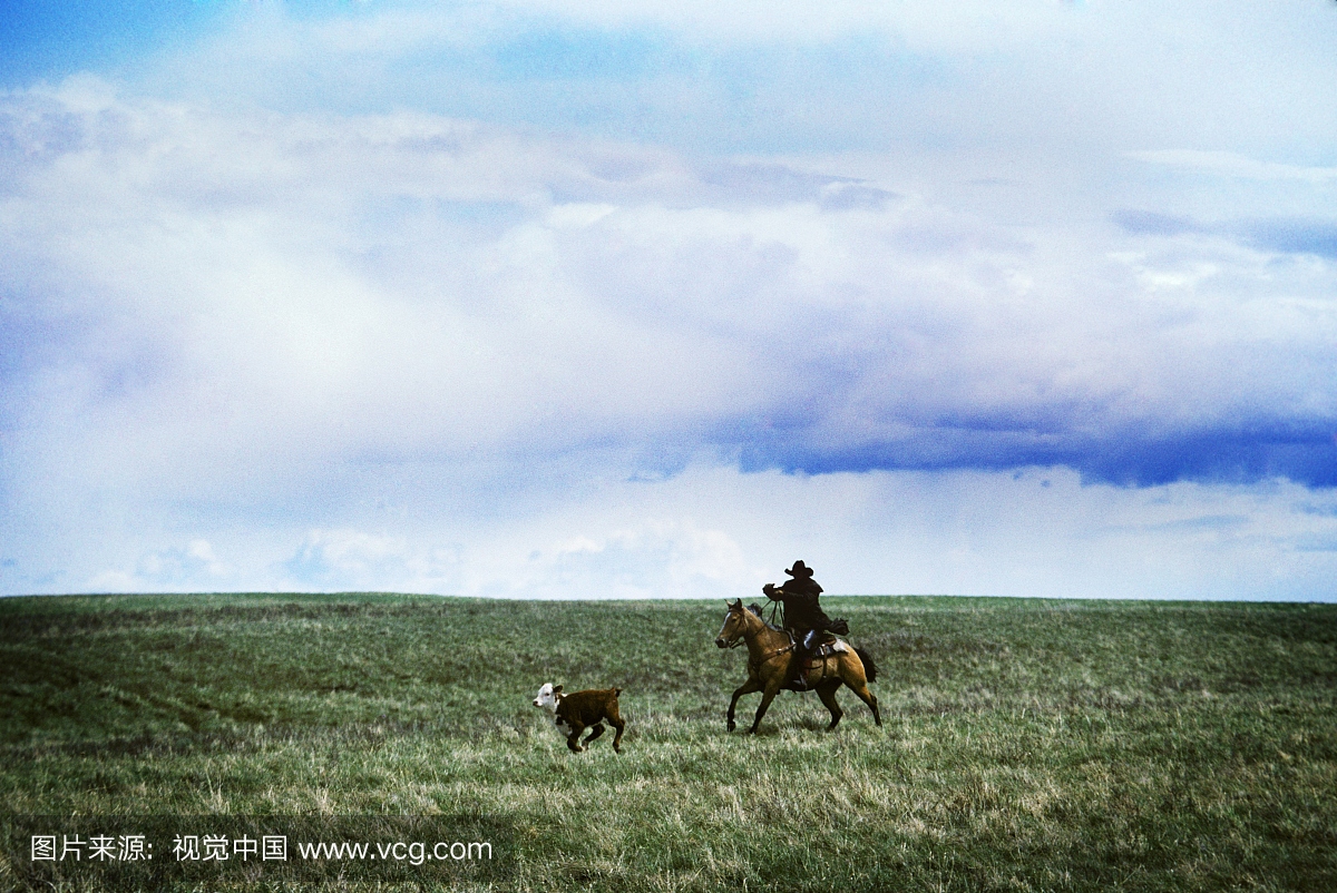 一只牛牧场主和他的马围起一只小牛。