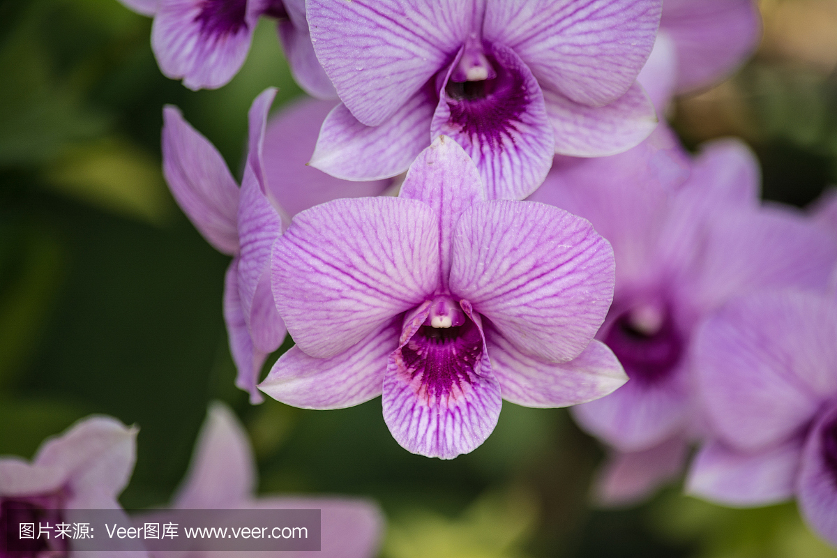 兰花,胡姬花,新加坡国花,兰花紫
