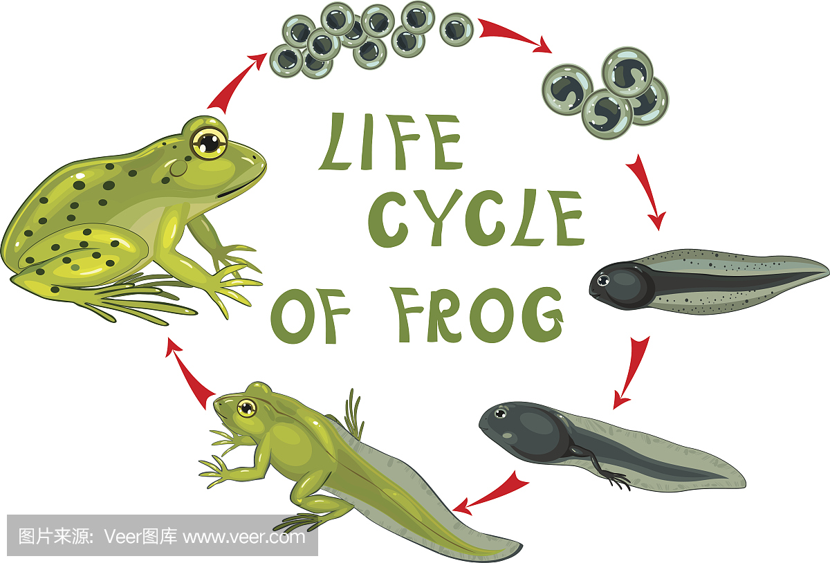 蛙卵,青蛙卵,蝌蚪,青蛙幼虫