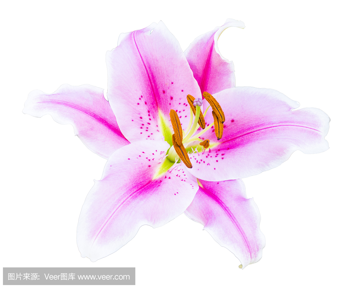 日本百合,日本百合植物,日本百合科,日本百合花植物