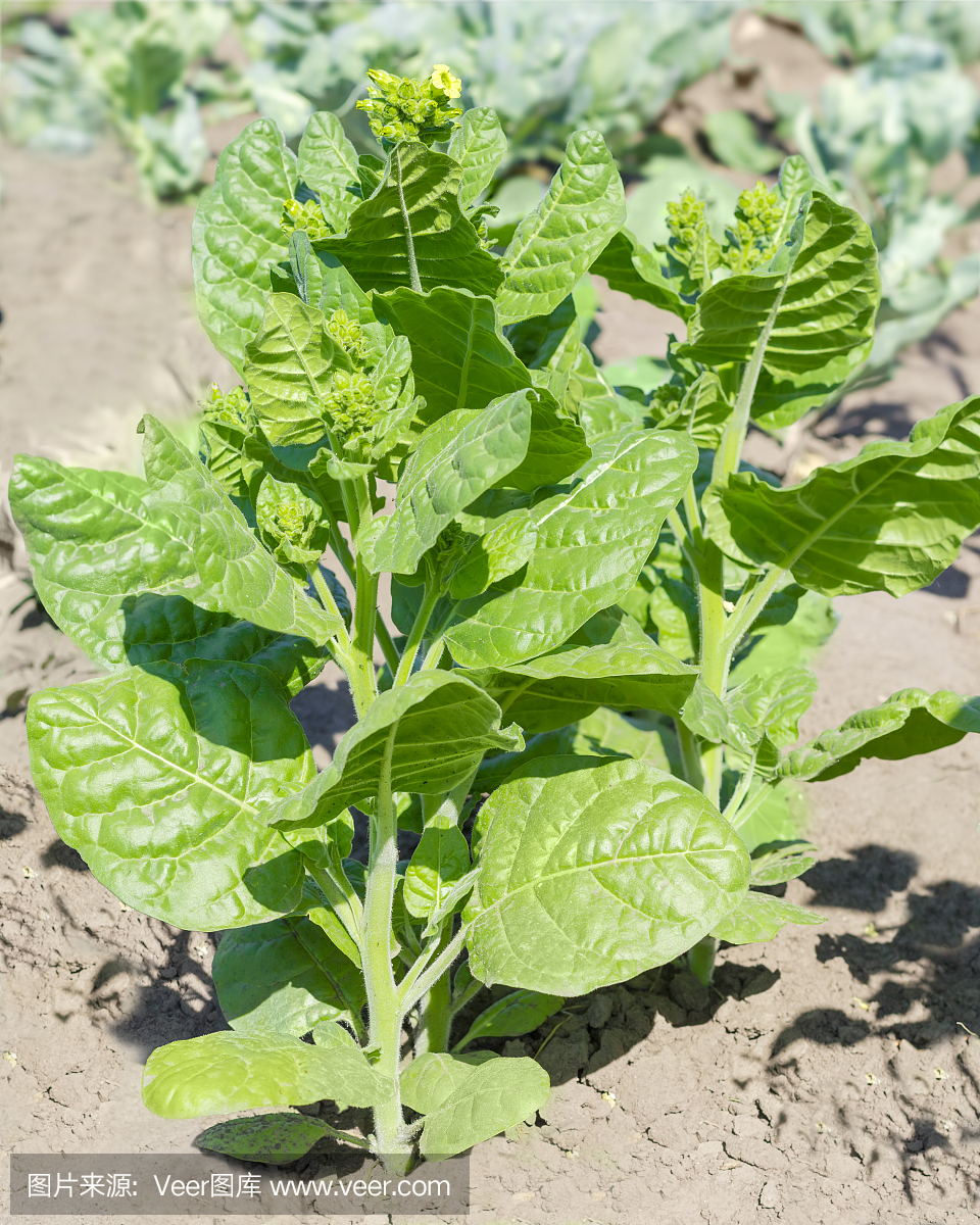 Stems of flowering tobacco on a field