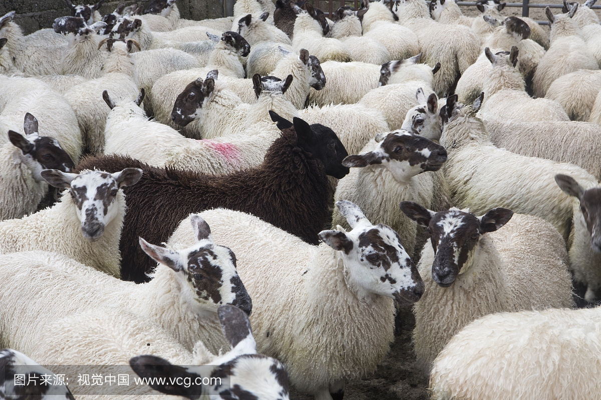 英国,北爱尔兰,国家安特里姆,Armoy,每日羊拍卖