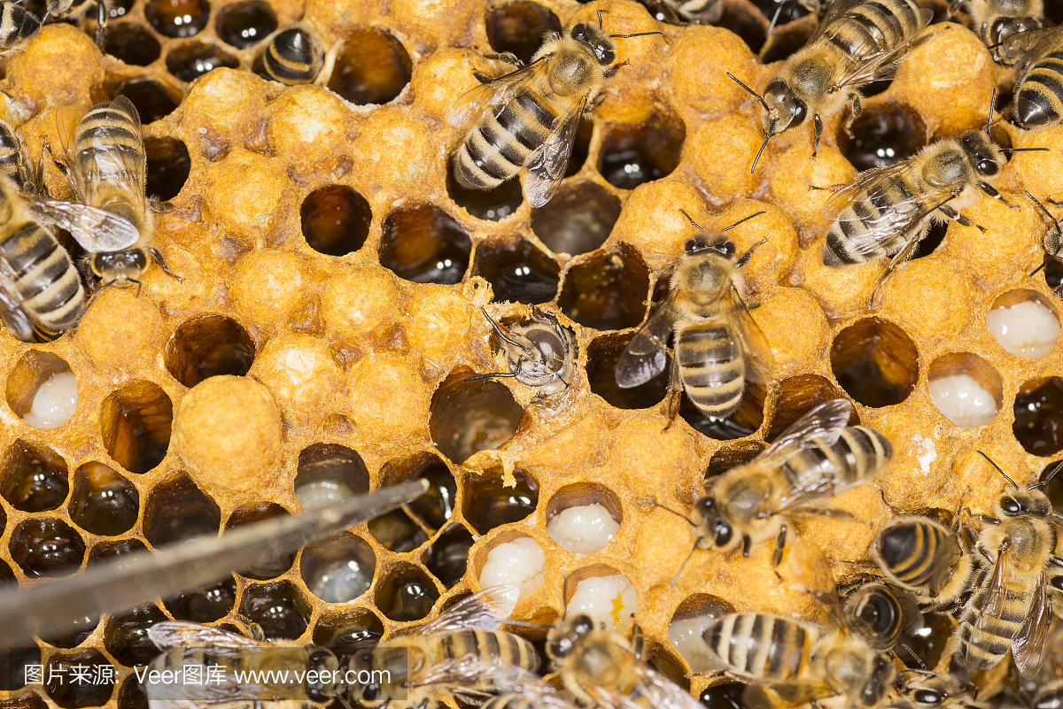 bee-hive beetle