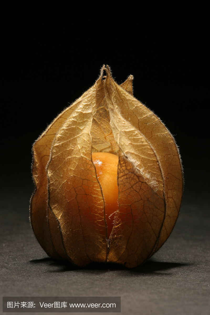 酸浆属,灯笼果,茄科,英文字母C