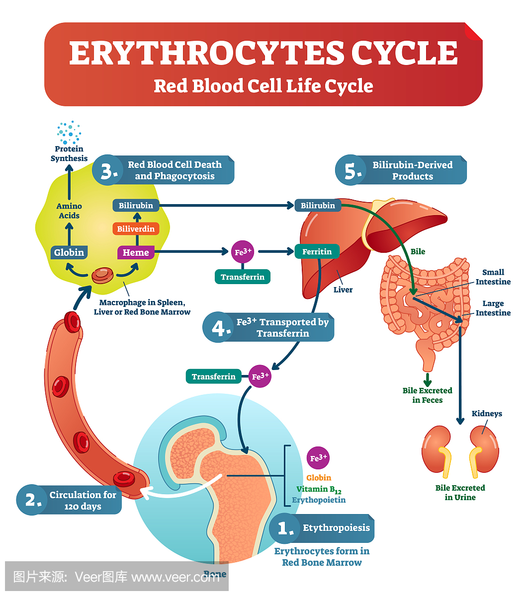 红血球 - 红细胞生命周期和循环计划在人体矢量