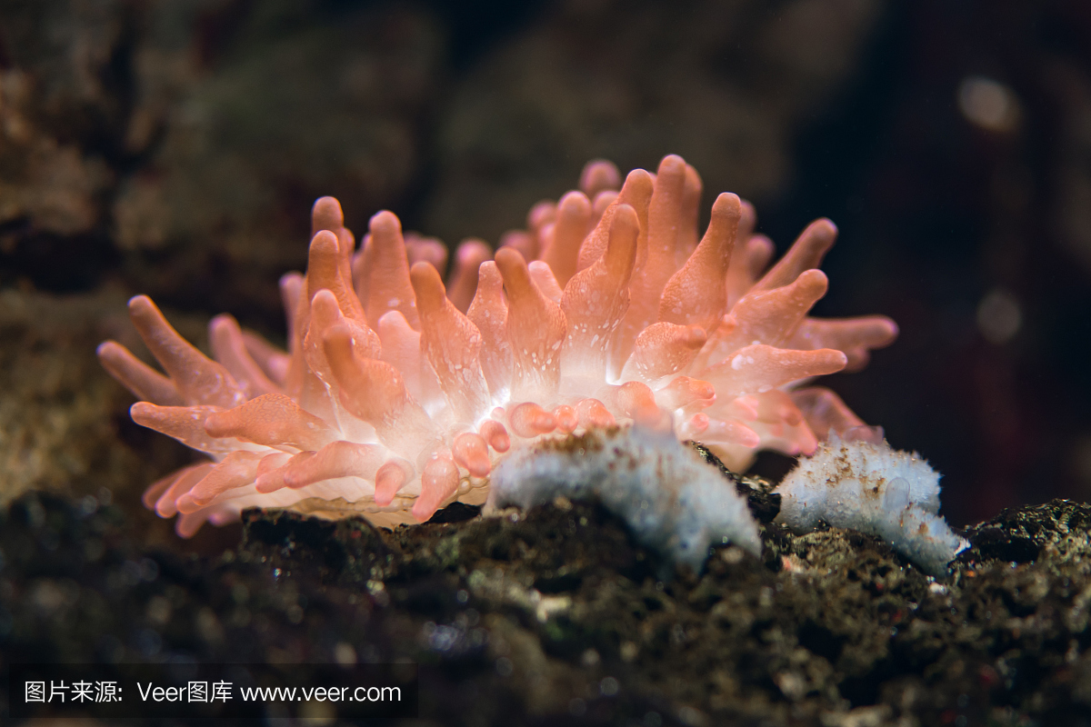 海葵,双锯鱼,背带双锯齿盖鱼,海葵鱼