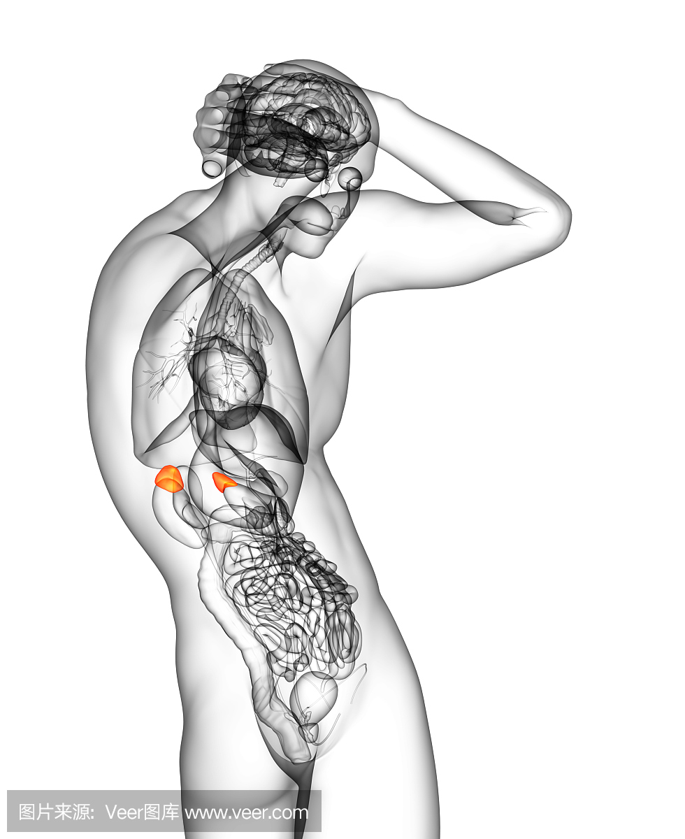 3d渲染人类肾上腺的医学插图
