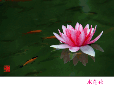 动态鱼桌面壁纸大全 - 图片搜索-99kb