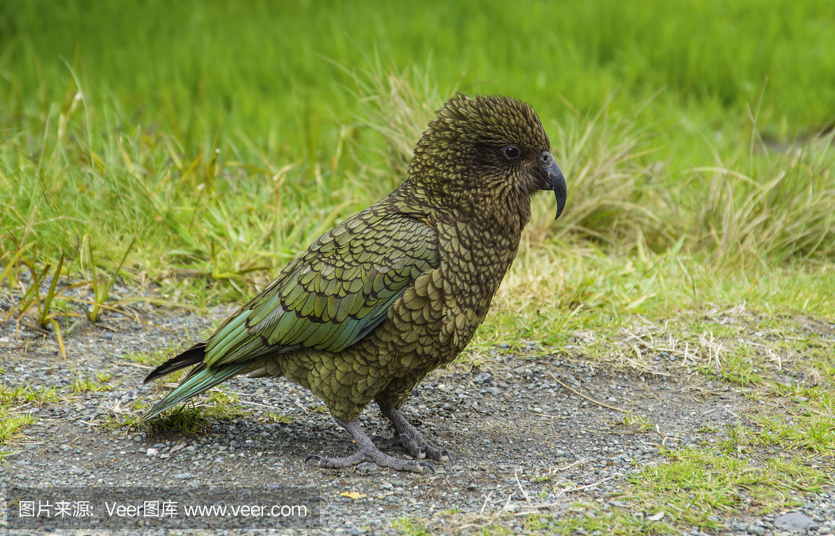 Kea鹦鹉在新西兰峡湾国家公园