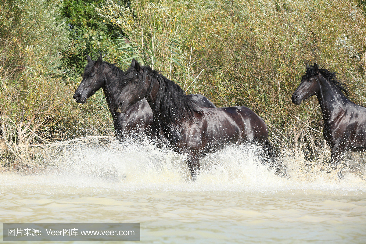 三匹黑马在水中