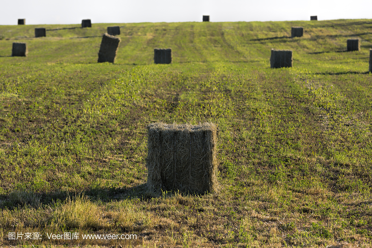 小麦包和绿田放大器未开发区域