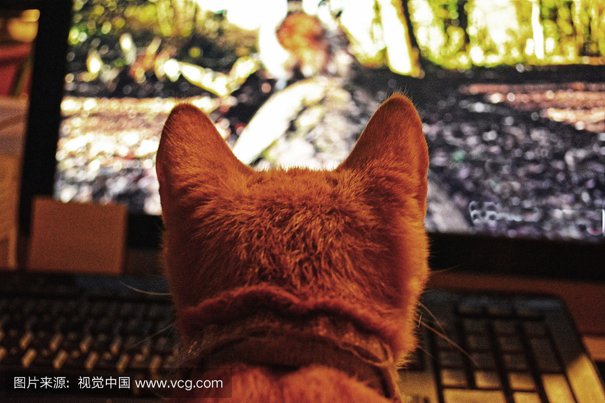 北卡罗来纳,影片,动物,好奇心