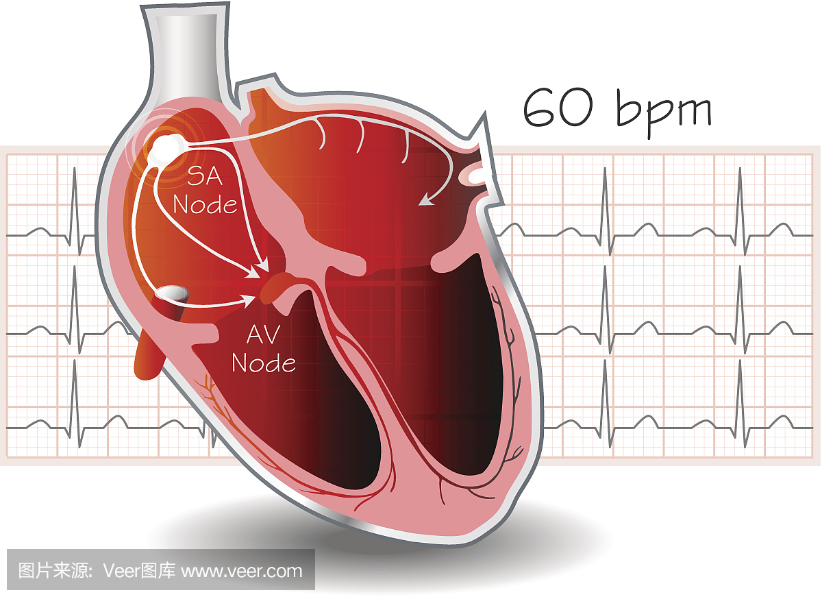 心脏导电系统