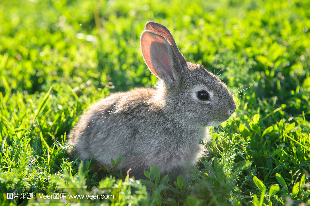 一只灰色兔子的可爱照片冷静地坐在草地上
