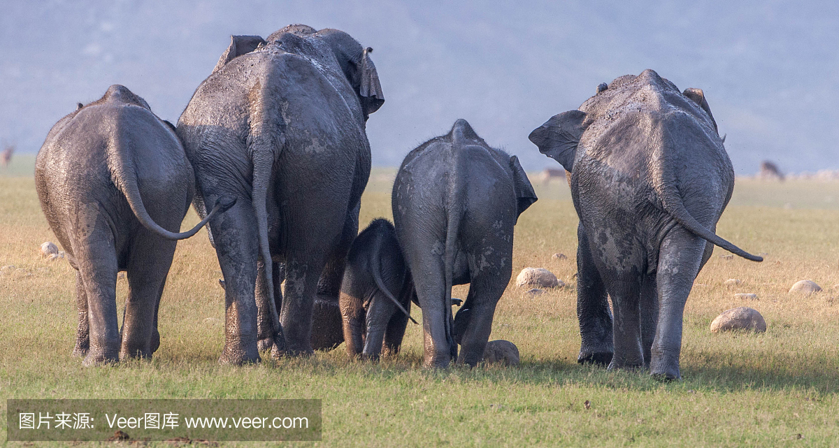 印度吉姆科贝特国家公园的大象牧群。