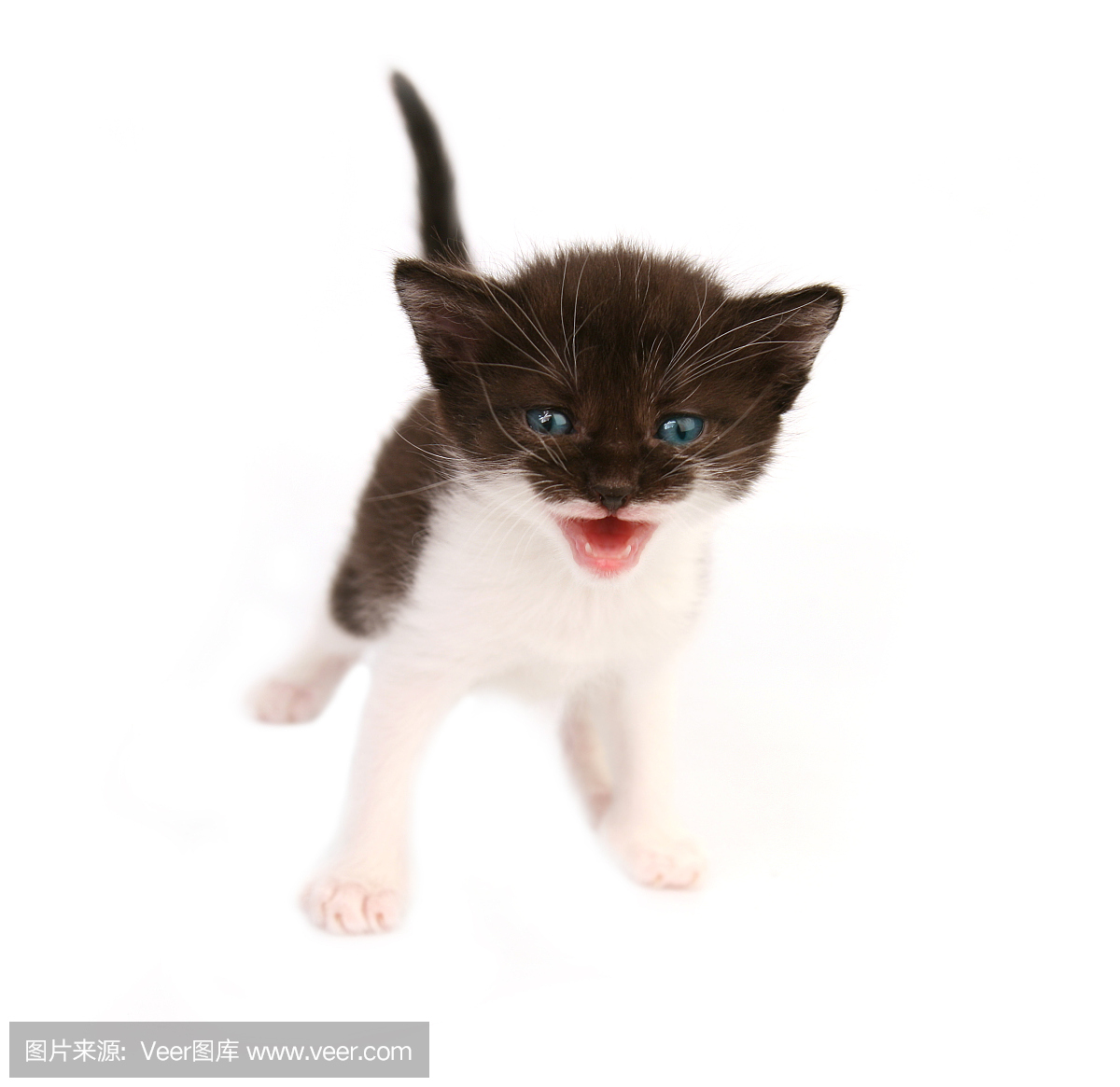 猫的叫声,咪咪叫(猫叫声),水平画幅,可爱的