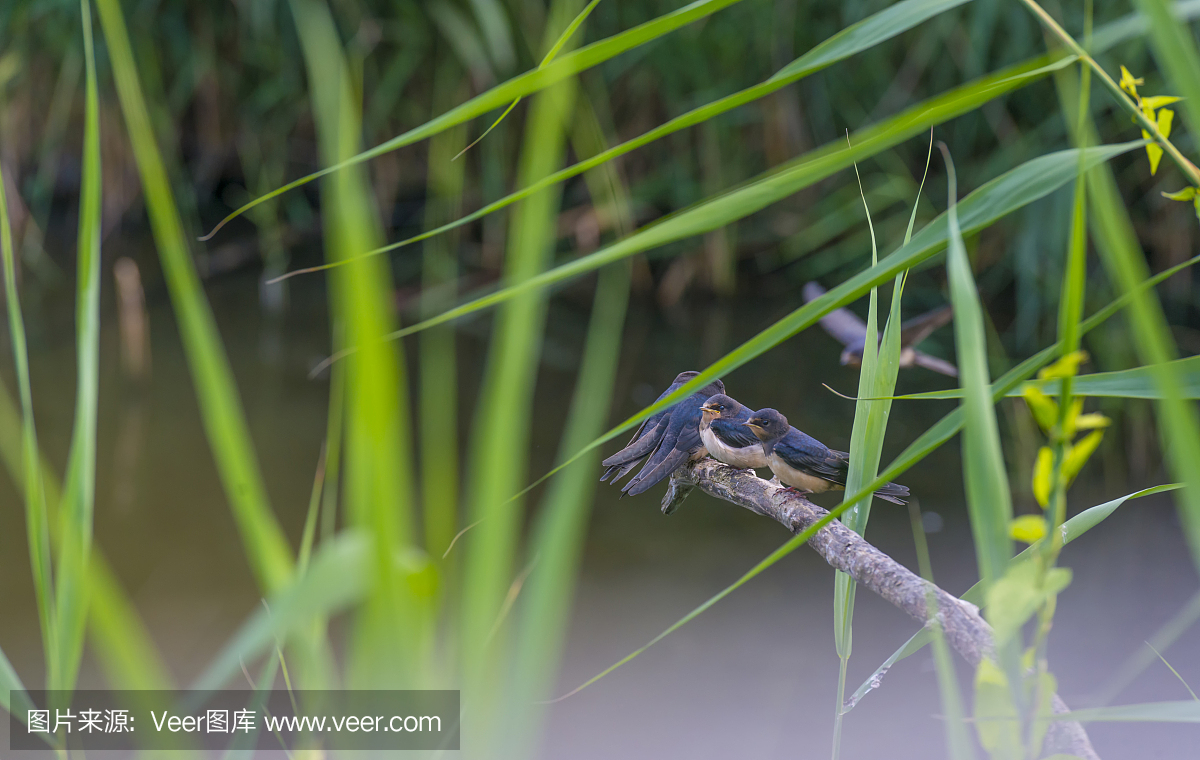 坐,安静,北美歌雀,池塘