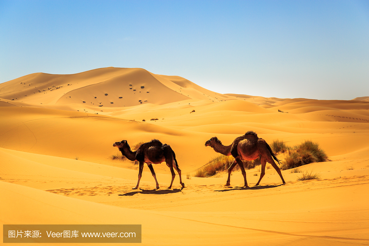 驼峰,背隆起物,驼背,单峰骆驼