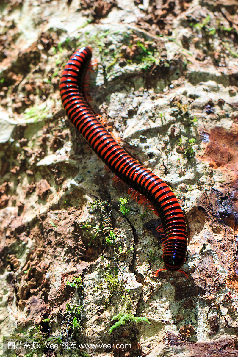 巨型红火千足虫