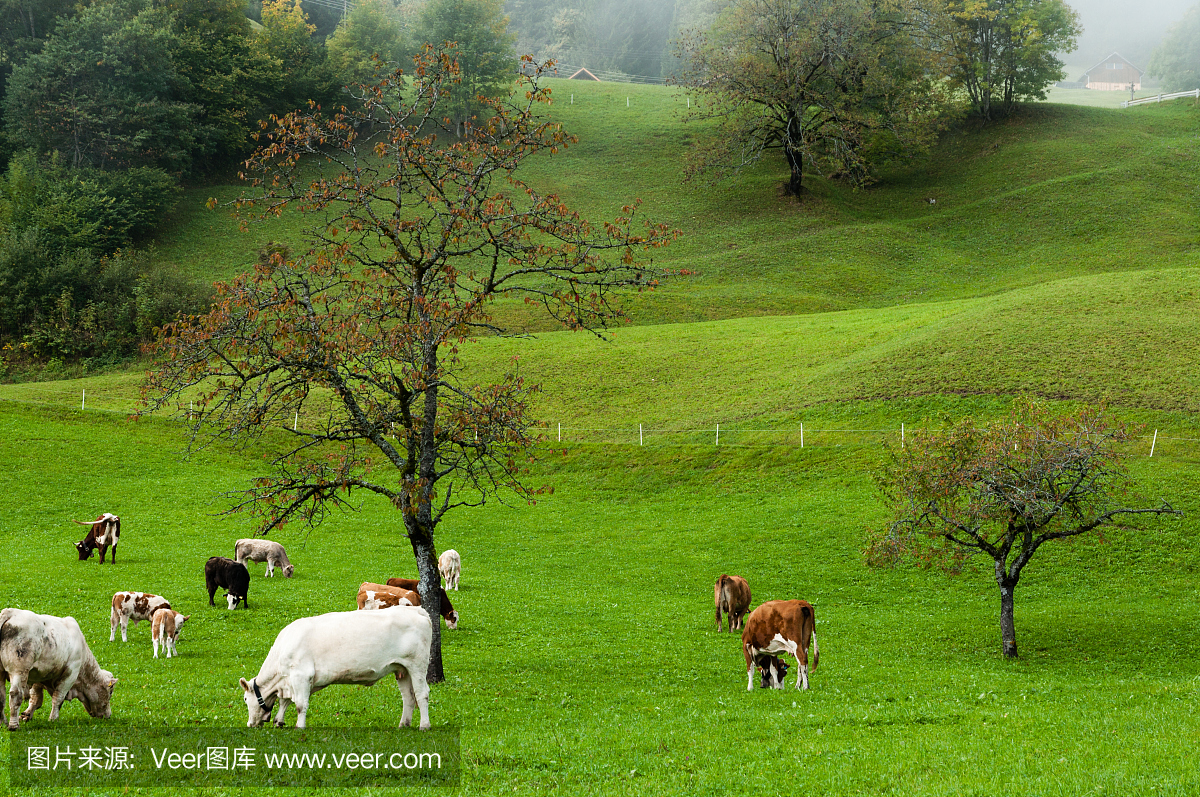 奶牛在阿尔卑斯山的牧场上。畜牧业,奥地利