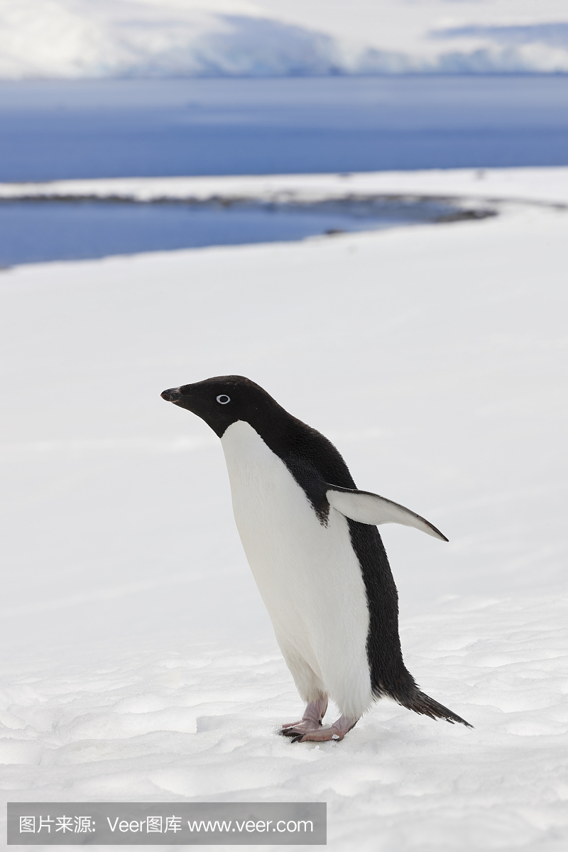 南极洲Adelie企鹅在雪景观