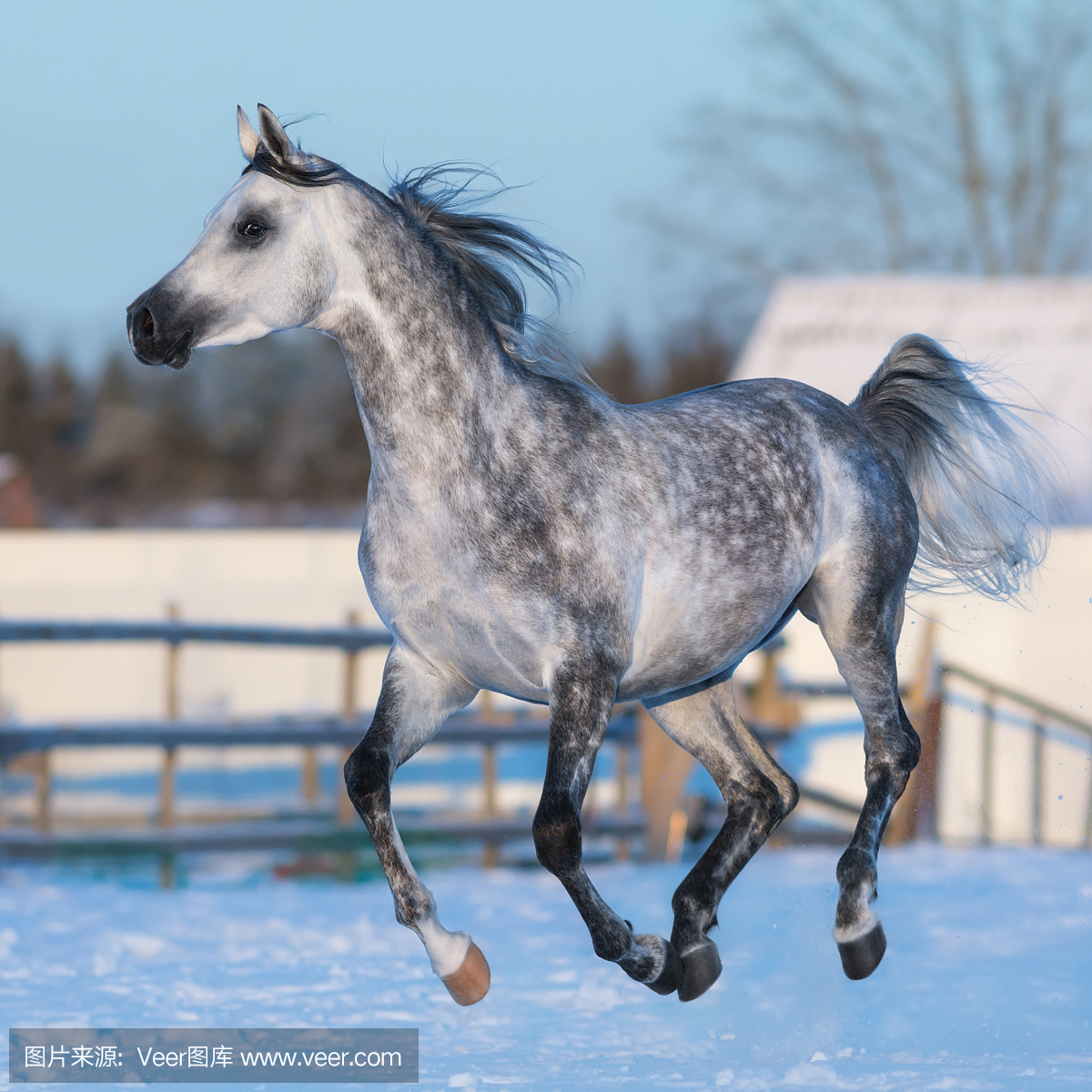 Dapple-grey stallion of Arabian breed in motion
